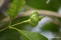 Syzygium cumini